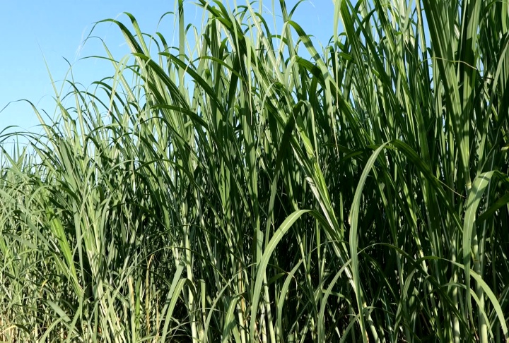 Sugar Research Station plays vital role in sustaining Louisiana's sugar industry